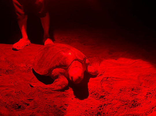 Ostional National Wildlife Refuge-圣塔克鲁斯必去景点