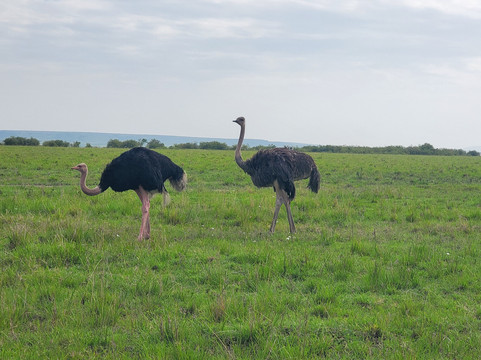 Divulge Adventures-内罗毕必去景点