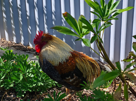 哈姆雷特丘陵地区住宿主图