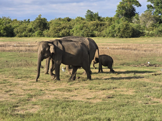 Niluka Safari-乌达瓦拉瓦必去景点
