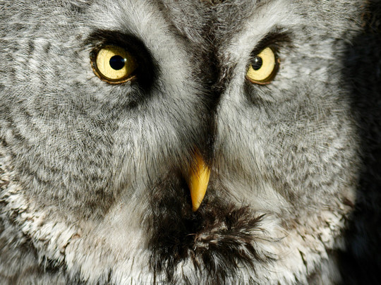 Bird on the Hand Falconry Experiences-Church Langton必去景点