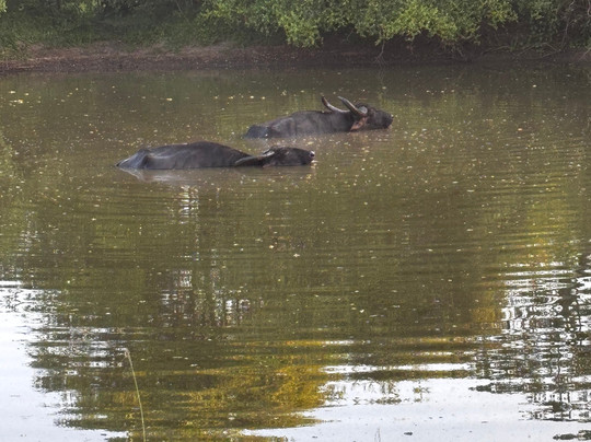 Yala Royal Safari - Sri Lanka-蒂瑟默哈拉默必去景点