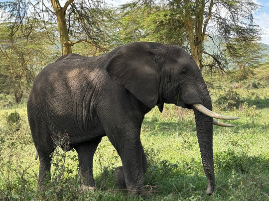 Monkey Adventures-莫西必去景点