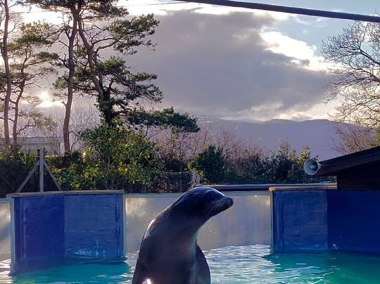 Welsh Mountain Zoo-科尔温湾必去景点