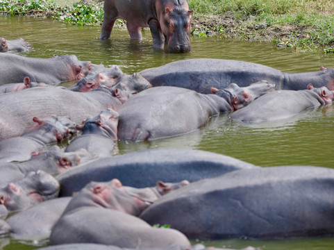 Adventure In The Wild Safaris-坎帕拉必去景点