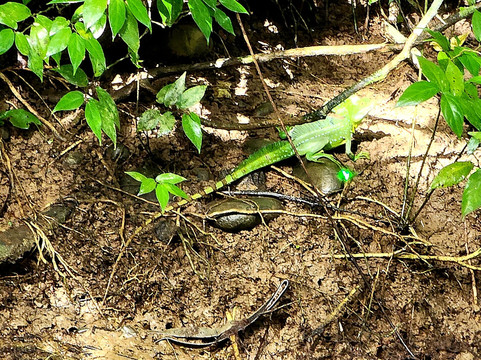 Tortuguero Canal-利蒙港必去景点