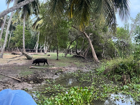 Kalametiya Lagoon Bird Sanctuary & Wetland Park-唐卡拉必去景点