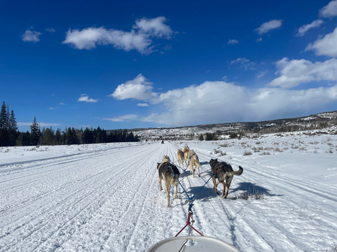 Grizzle-T Dog & Sled Works-斯廷博特斯普林斯必去景点