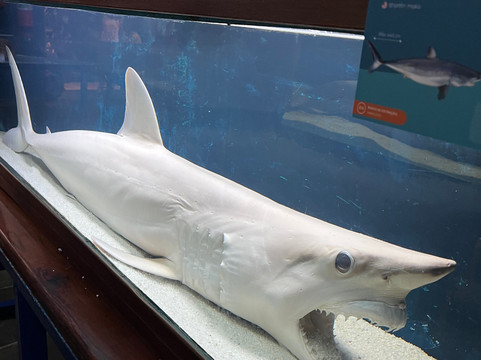 Ubatuba Aquarium-乌巴图巴必去景点