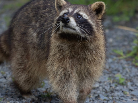 Wild Ireland-Burnfoot必去景点