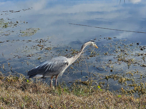 Lake Apopka Wildlife Drive-Apopka必去景点
