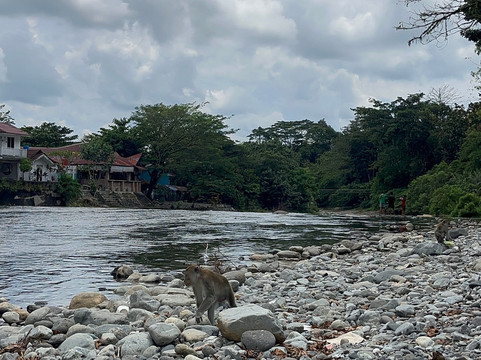 Bukit Lawang Trekking-武吉拉旺必去景点