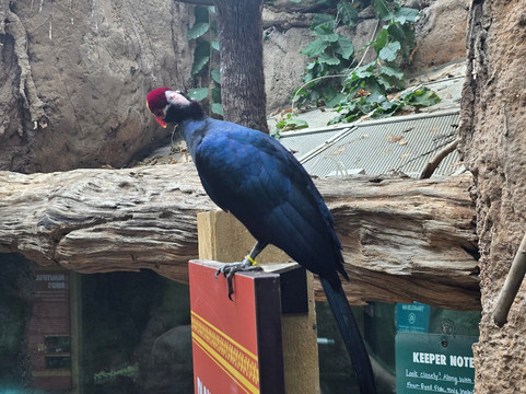 珠江斯-莱德尔温德姆麦客达套房酒店主图