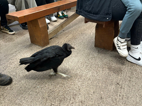 Knowsley Safari-Prescot必去景点