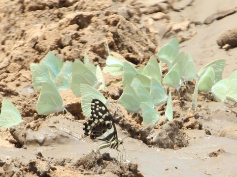 Duma Explorer-阿鲁沙必去景点