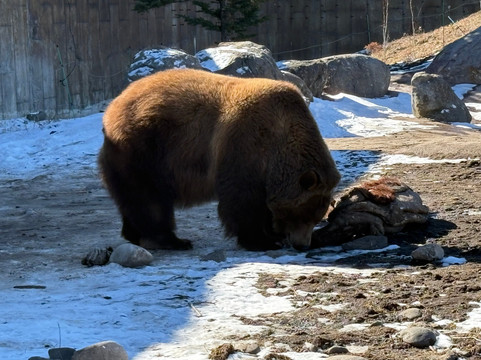 Montana Grizzly Encounter-博兹曼必去景点