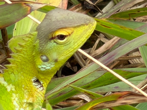 Nipuna Knuckles Trekking-康提必去景点