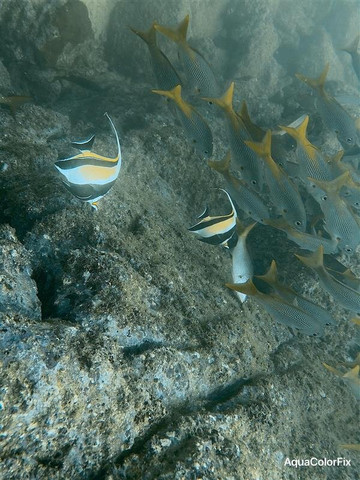 Rocket Frog Divers-Playas del Coco必去景点