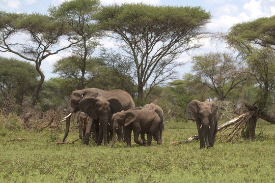 Regal African Safaris-Usa River必去景点