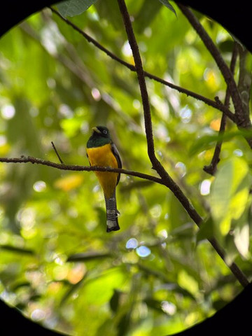 Rainforest Chronicles-希门尼斯港必去景点