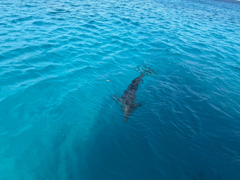 GO WEST Diving-Sabana Westpunt必去景点