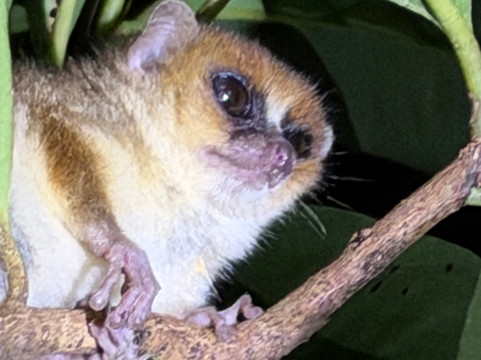 Masoala Travel Guide-Maroantsetra必去景点