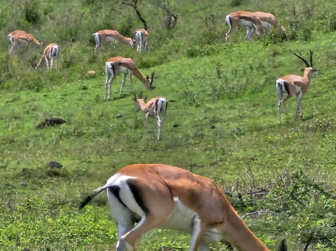 Travel wise Safari-阿鲁沙必去景点