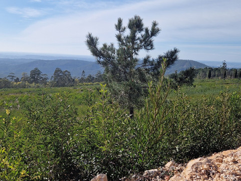 Mata Nacional do Bucaco-卢祖必去景点