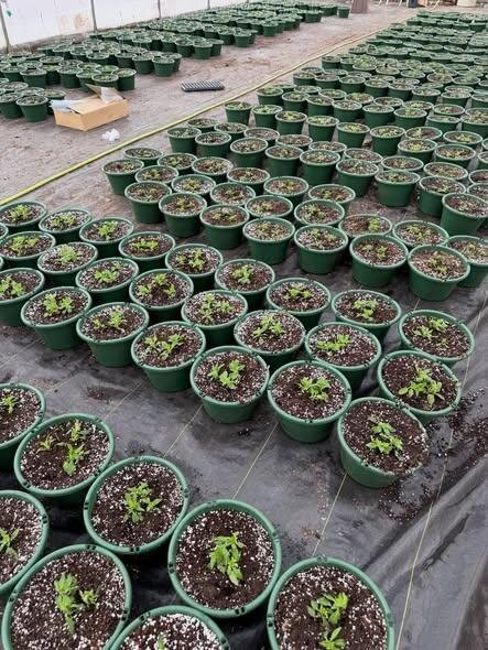 Gatewood Vegetable Farm & Greenhouses, Inc.-Noblesville必去景点