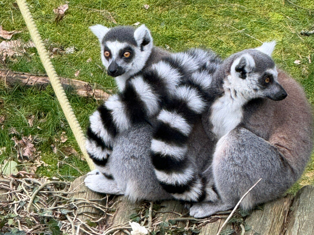 Parc Animalier et Botanique de Branféré-Le Guerno必去景点