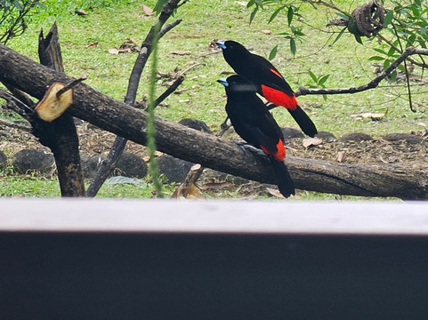 Dave & Dave's Costa Rica Nature Park-La Virgen必去景点