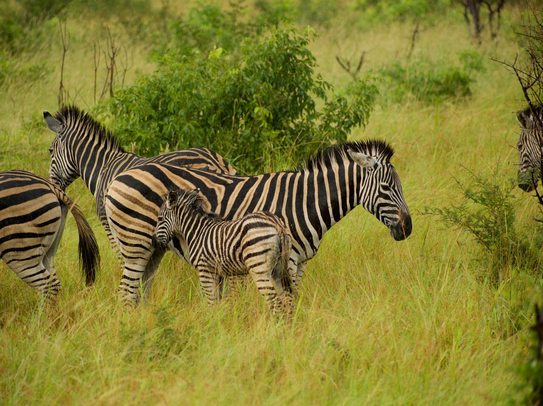 Legends of Africa-霍德斯普鲁特必去景点