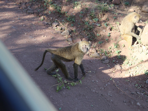 Corto Safaris-阿鲁沙必去景点