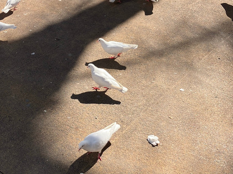 Parc d'Elx-贝尼多姆必去景点