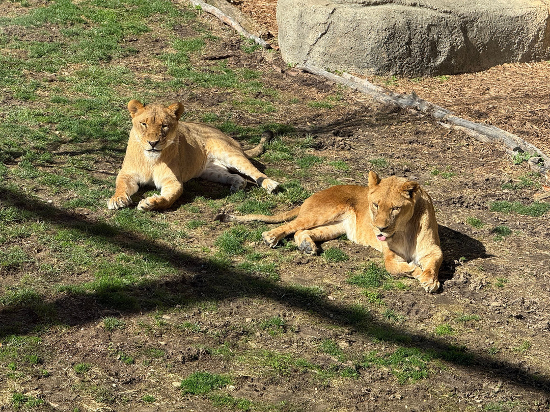 哥伦布动物园-Powell必去景点