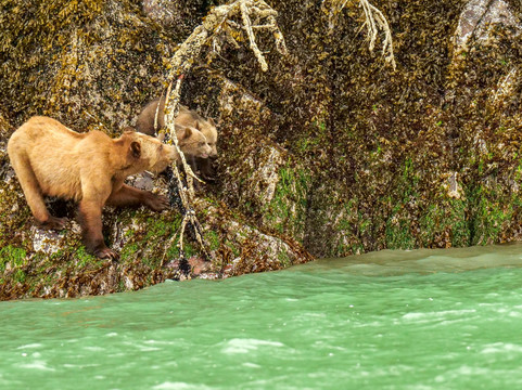 Vancouver Island Photo Tours-Port McNeill必去景点