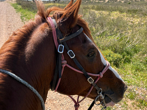 Cheval Essaouira-索维拉必去景点