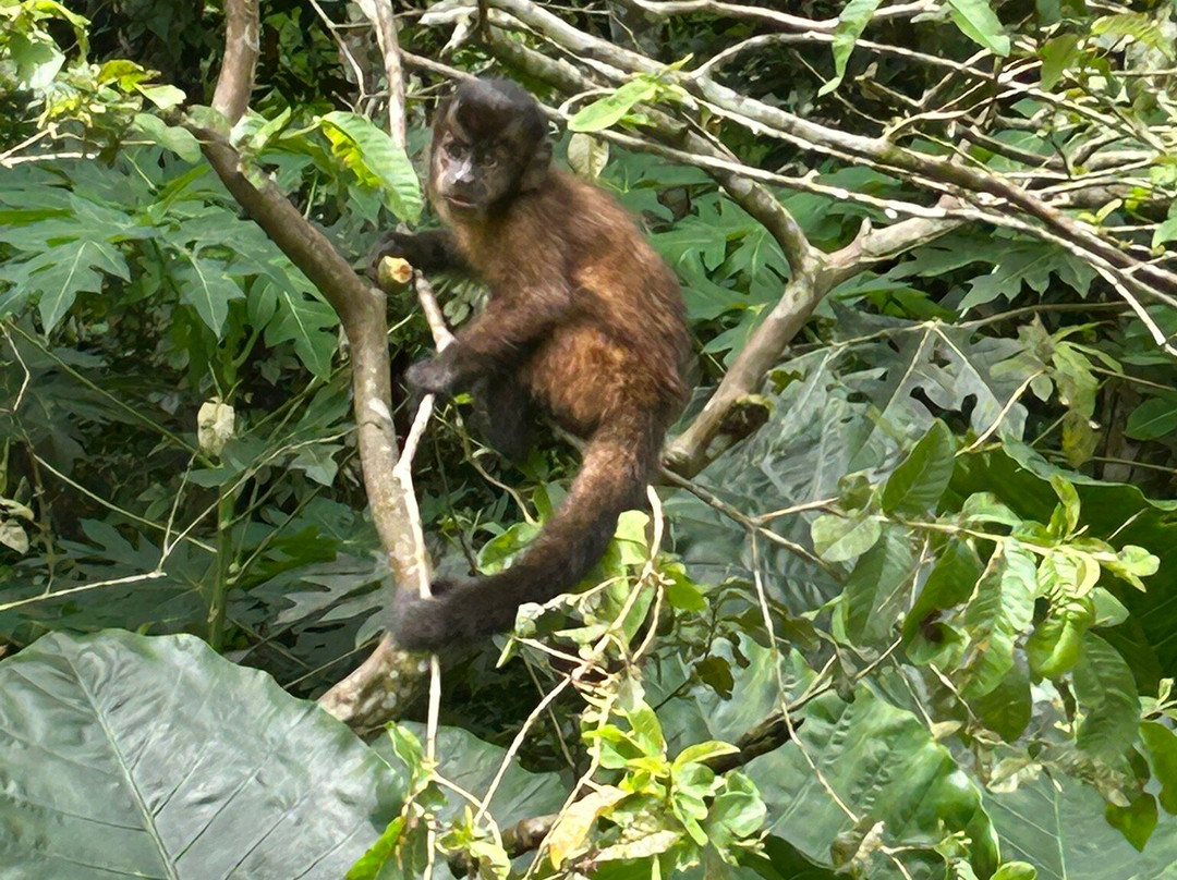 La Isla De Los Monos-伊基托斯必去景点