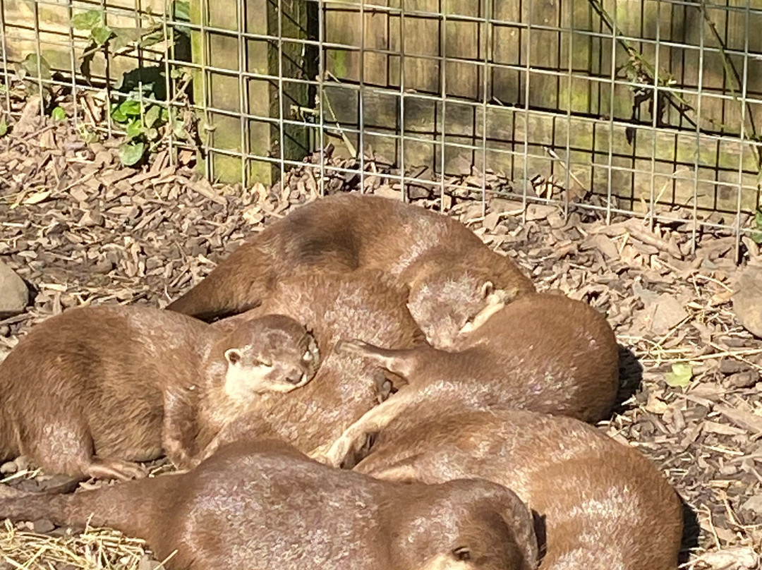 Buckfast Butterfly Farm And Dartmoor Otter Sanctuary-Buckfastleigh必去景点