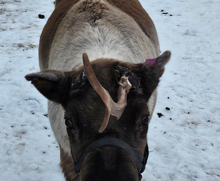 Nutti Sámi Siida-Jukkasjarvi必去景点