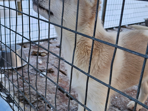 Green Dog Svalbard-朗伊尔城必去景点