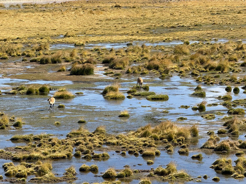 Lagunas Altiplanicas-圣佩德罗-德阿塔卡马必去景点