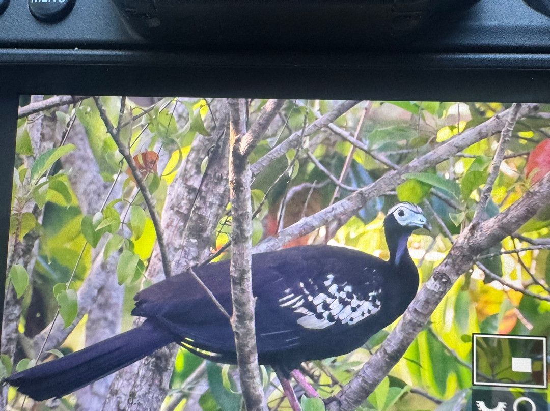 Bajnath's Estate Hummingbird Sanctuary-Matura必去景点