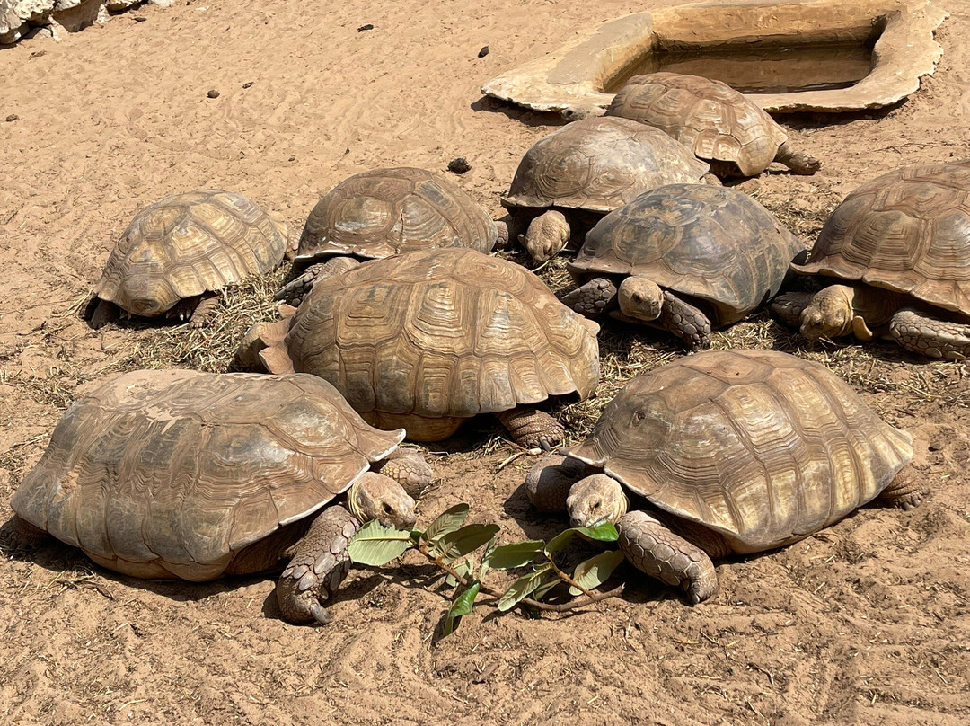 Le Village des Tortues-Rufisque必去景点