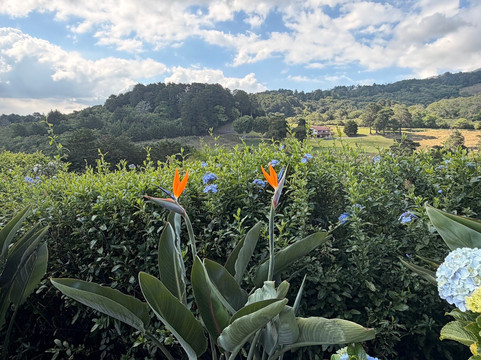 芬卡圣何塞机场芬卡帕拉伊索住宿加早餐旅馆主图