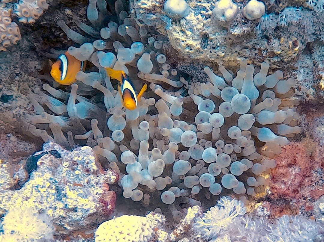 ORCA Dive Club Soma Bay-索马湾必去景点