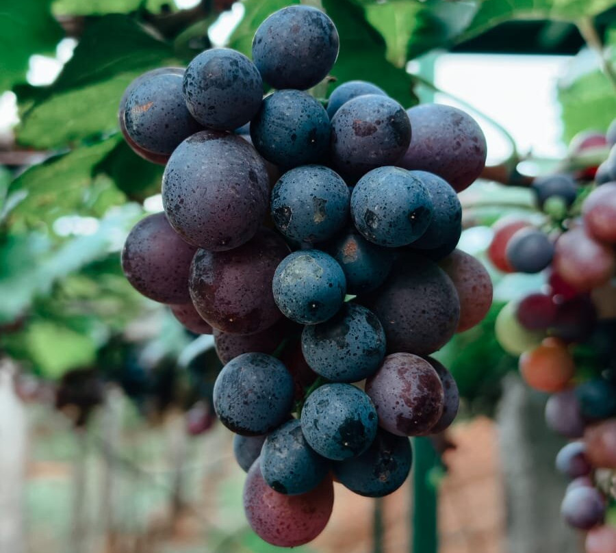 MSR Grapes Garden-Cumbum必去景点