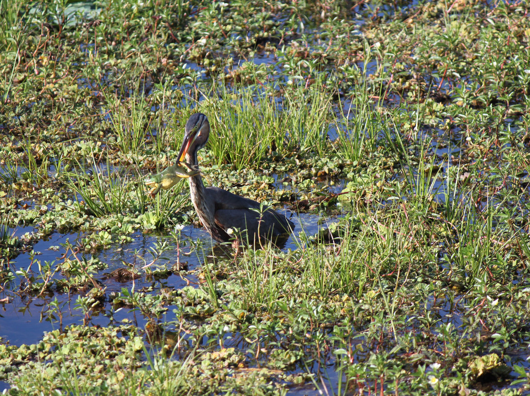 Travelling Pearl Lanka-尼甘布必去景点