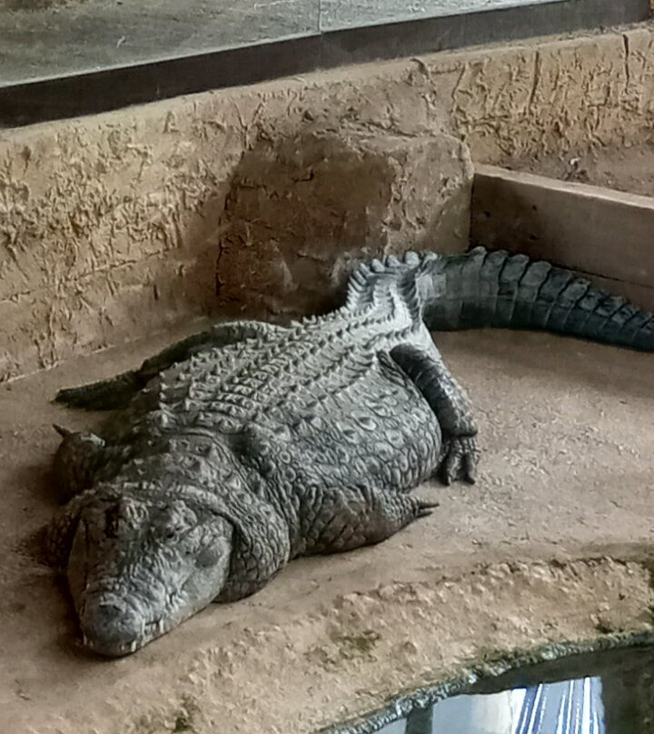 Crocodile Park-托雷莫里诺斯必去景点