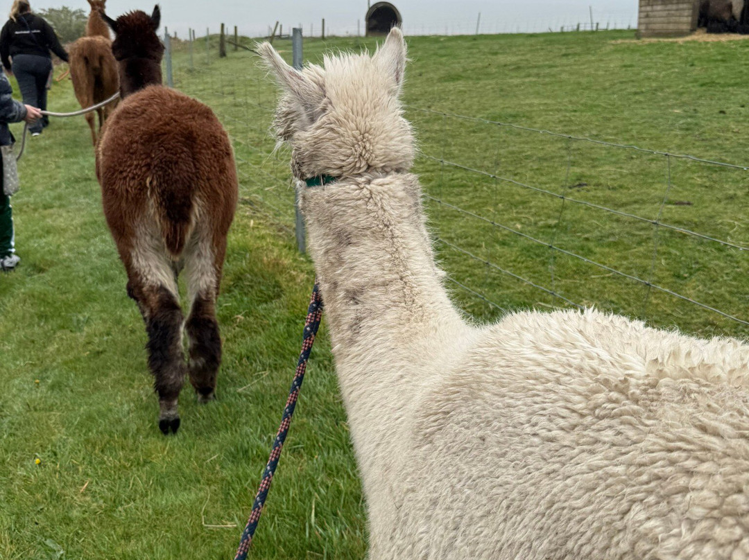 Alpaca Trekking Cornwall-康沃尔必去景点